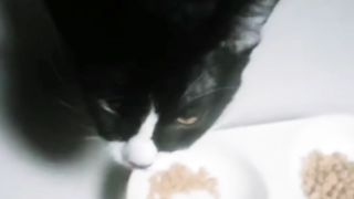 Black Cat Eating Alone