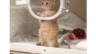 Catties cutes