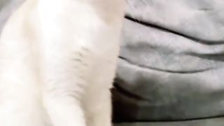 The white cat is invited to play