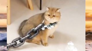 Oh my cat