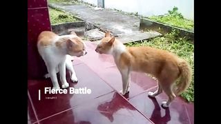 Funny Animal Compilations - Angry