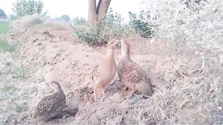 Francolin partridges | dakni teetar | sindhi teeter