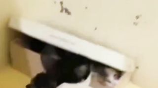 Mother Cat doesn't want to give in to Kitten