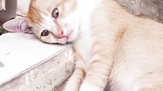 Orange Cat Gets Tired and Goes to Sleep
