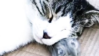 The mouse can't move and breathe