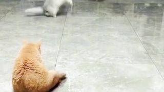 Cats Practice Playing Ball