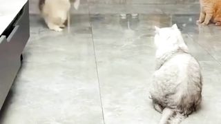 Cats Trained to Play Ball