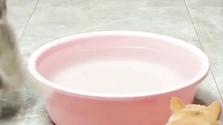 Orange Cat Gets Unlucky