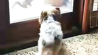 Funny dog 54