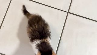 Quand tu essayes de nourrir un chaton, sauvage, agressif
