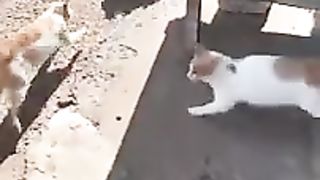 Animal Kingdom Beef- Dog Gets Jumped By A Gang Of Cats!.