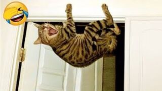 CATS will 102% make you laugh ????Funny Cats Videos 2024