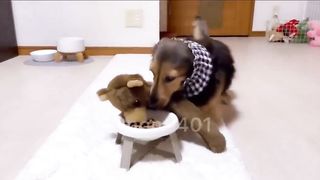 This little dog always invites one of his stuffed friends to share his meal.