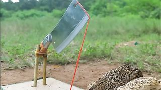 Easy build underground quail bird trap using paper hole