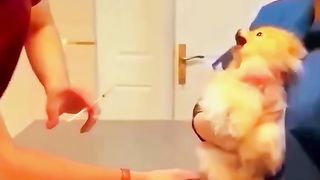 How to make cats are playing with funny ???????????? to