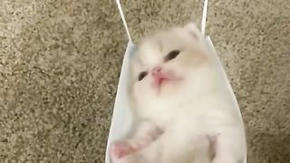 How to make cats please funny ???????? to get a new