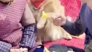 Regardez le chien et écrit