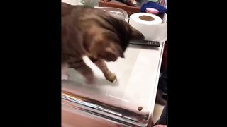 Funniest Animals 8