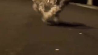 I found a  homeless lost dog and decided to pet it