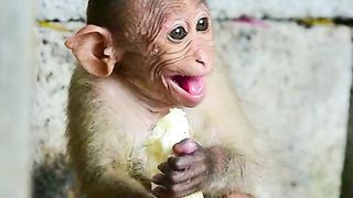 Cute Monkey ????????banana