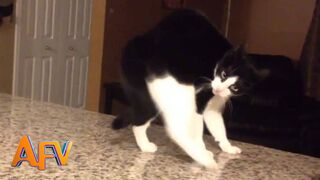 101 SUPER Weird Cats AFV Funniest Cat Videos 2018
