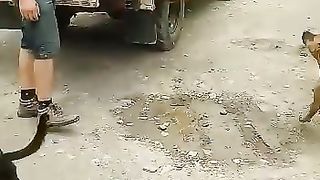 Les chiens qui chasse le père Noël