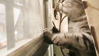 Kucing Kepo hahahah
