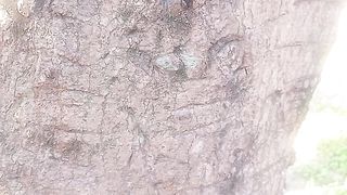 Pohon 2