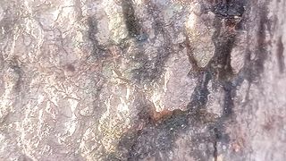 Pohon 4
