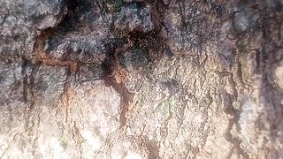 Pohon 6