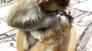 Smart monkey mothers look for their children's fleas