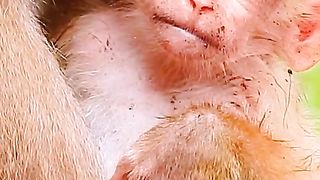 Smart monkey mothers look for their children's fleas 2