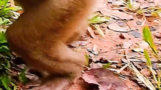 a monkey mother who is cruel to her child