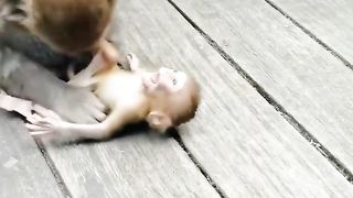 Baby monkey has become a toy for mother monkey