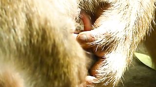 OMG Monkey mother gives birth to mice
