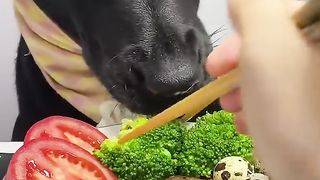My labrador is Happy Enjoying Some Amazing Crunchy Food