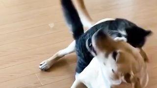 Adorable Kitten & Dog Wrestle