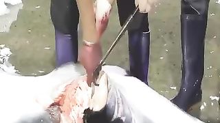 Cutting big whale fish