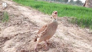 beautiful dakhni teetar calling,jungli tetar ki awaaz,titier bird