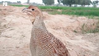 gora teter awaaz,grey francolin ke boli,sindhi teetar  sound