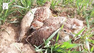 gray francolin baby plying forest in forst days,teetar chicks bating