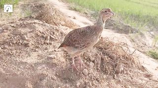 teetar ka shandar awaz,teter sound,titer voice,tetar ki boli