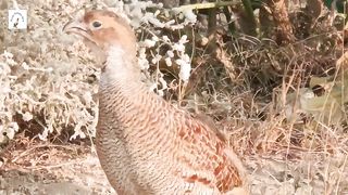 white partridge bird sound,cute partridge voice,dakni teetar awaaz