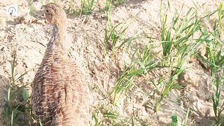 yellow pheasants ki voice,white pheasant ke sound