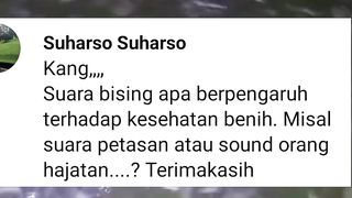 Apakah suara bising (petasan, petir, dll) berpengaruh terhadap pertumbuhan ikan lele ❓