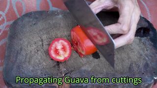 Home Garden - How To Growing Guava
