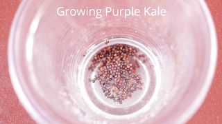 Home Garden - How To Growing Purple Kale