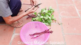 Home Garden - How To Growing Malabar Spinach