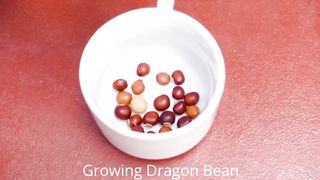Home Garden - How To Growing Winged Bean
