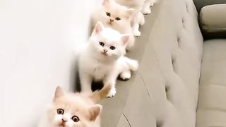 Kucing lucu 61